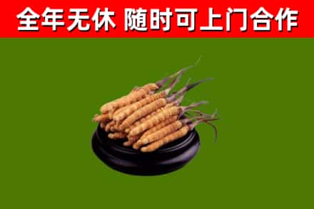 绥芬河市烟酒回收冬虫夏草.jpg